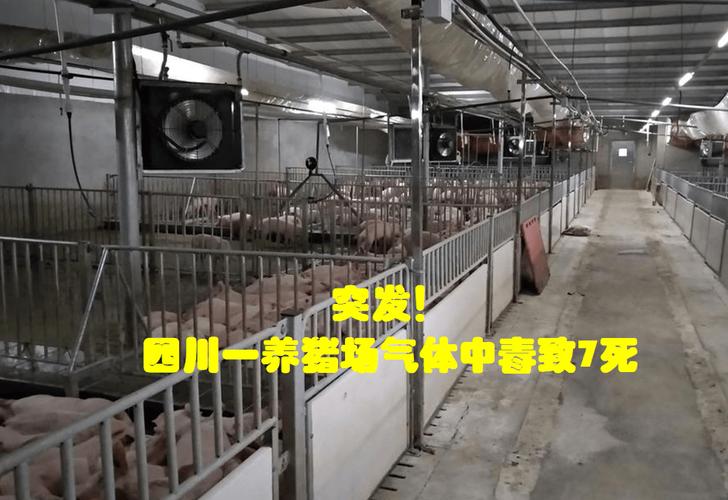 養(yǎng)豬場化糞池有毒氣體 養(yǎng)豬場化糞池有毒氣體